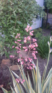 heuchera silver