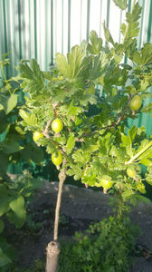 ribes uva crispa(agris)