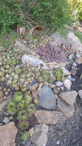 sempervivum