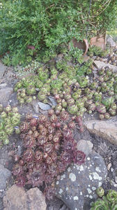 sempervivum
