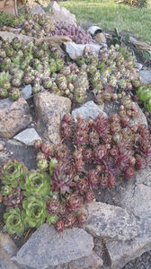 sempervivum