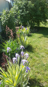 Iris Pallida 'Argentea Variegata