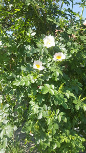 rosa canina(măces)