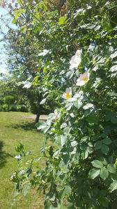 rosa canina(măces)