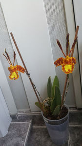 psychopsis papilio mariposa GV; Anna si Nina. Asa le-am botezat pe cele care ma incanta in fiecare dimineata. Acest exemplar este la a 4-a inflorire
