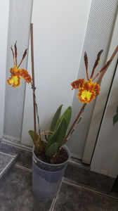 psychopsis papilio mariposa GV; Anna si Nina. Asa le-am botezat pe cele care ma incanta in fiecare dimineata. Acest exemplar este la a 4-a inflorire
