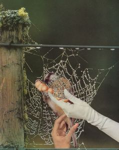 ᗫuring the ᗫay she wove the large web