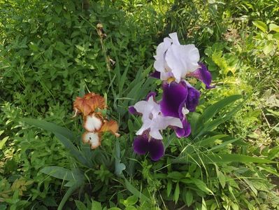 higland chief si Fragrant