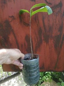 pawpaw 25cm-25lei; pawpaw din seminte nealtoiti
