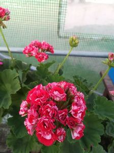 Scarlet Rosebud