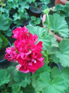 Ungarisk Apleblossom