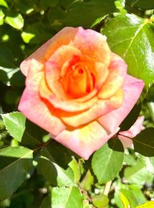 20B5FB41-41CB-458D-A934-3D8A1EFF6EE5