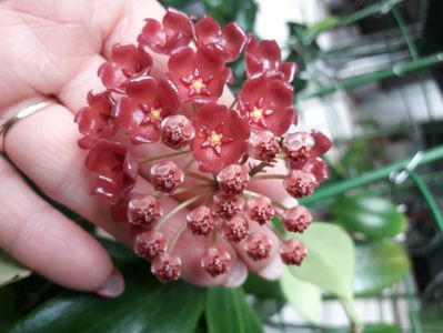Siariae red si litoralis