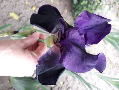 Mov indigo