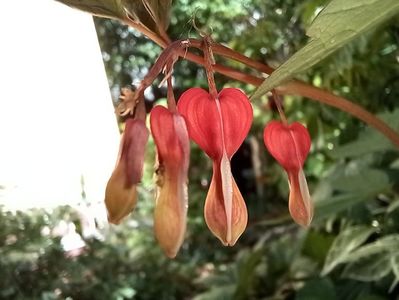 Dicentra spectabilis Valentine