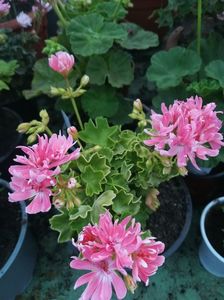 Rushmoor Golden Ruffles