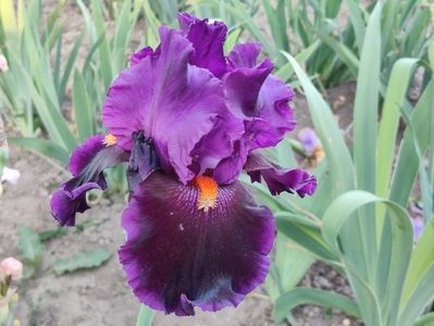 Local color