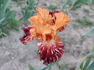 Spiced tiger