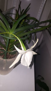 angraecum "Lady Lisa"x sesquipedale