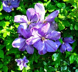 Clematis Mrs. Cholmondeley; Valynedelcu@yahoo.com
