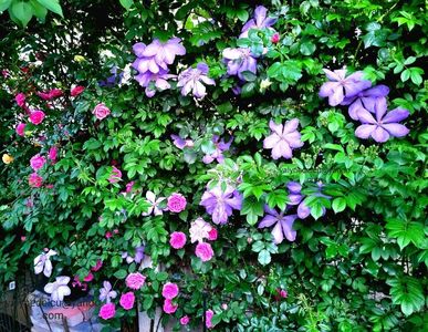 Clematis Mrs. Cholmondeley; Valynedelcu@yahoo.com
