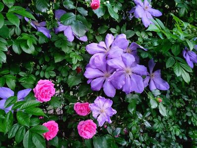 Clematis Mrs. Cholmondeley; Valynedelcu@yahoo.com 
Mai-2022
