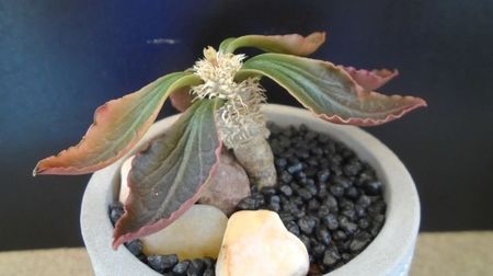 Euphorbia francoisii, Taolanaro, S. Madagascar