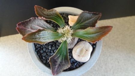 Euphorbia francoisii, Taolanaro, S. Madagascar