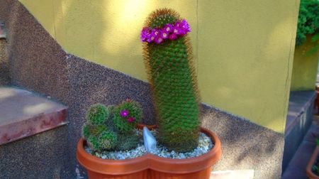 Mammillaria backebergiana, 120 lei - jardiniera diam. 15 cm; Categoria cactusi mari, 2 exemplare
