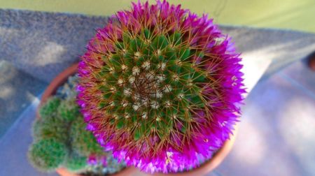 Mammillaria backebergiana, 120 lei - jardiniera diam. 15 cm; Categoria cactusi mari, 2 exemplare
