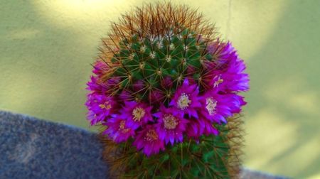 Mammillaria backebergiana, 2 ex.