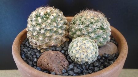 Pediocactus knowltonii, 2 ex. (-10- -25C); replantate 7 mai 2022
