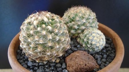 Pediocactus knowltonii, 2 ex. (-10- -25C); replantate 7 mai 2022
