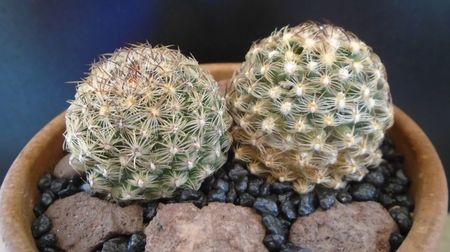 Pediocactus knowltonii, 2 ex. (-10- -25C); replantate 7 mai 2022
