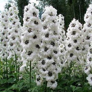 delphinium_fantasia_white_and_black