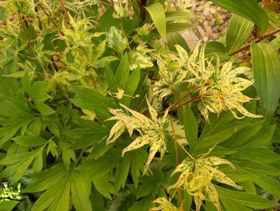 Acer Ukigumo