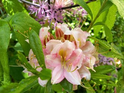 Azalea viscosum "Juniduft", parfumată