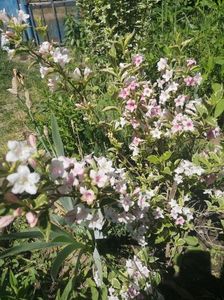wegella variegata