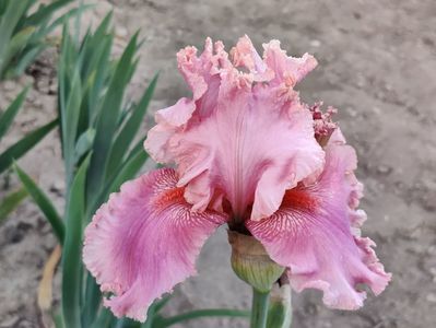 Okapi poppy