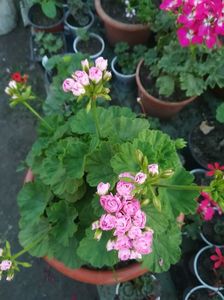 Australian Pink Rosebud