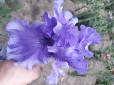 Albastru