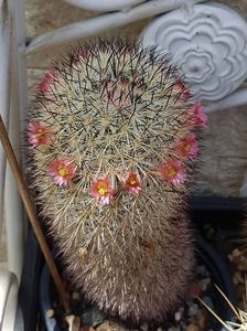 2022 Mammillaria microhelia