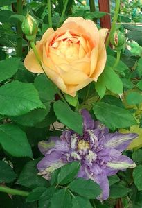 ; Lady of Shallot combinată cu Vivian Penell
