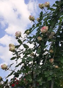 Boboceii lui Eden Rose