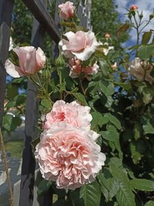 Rose de Tolbiac