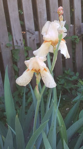 iris germanica "caffe latte"