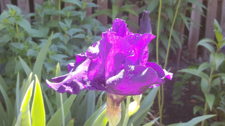 iris germanica "night owl"