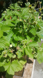 fragaria vesca