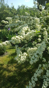 pyracantha coccinea -red