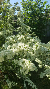 pyracantha coccinea -red